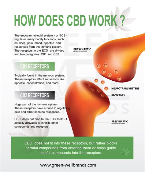  How does CBD work? When cannabinoids like CBD are introduced into the body, they interact with something called the endocannabinoid system