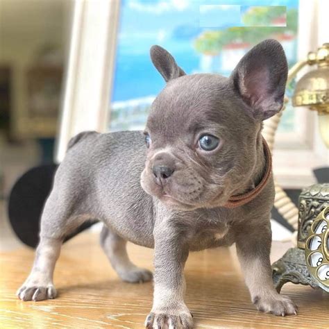  How does French Bulldog puppies for sale in Delaware work? There are various factors to take into consideration when it comes to the price of French Bulldog puppies in Delaware