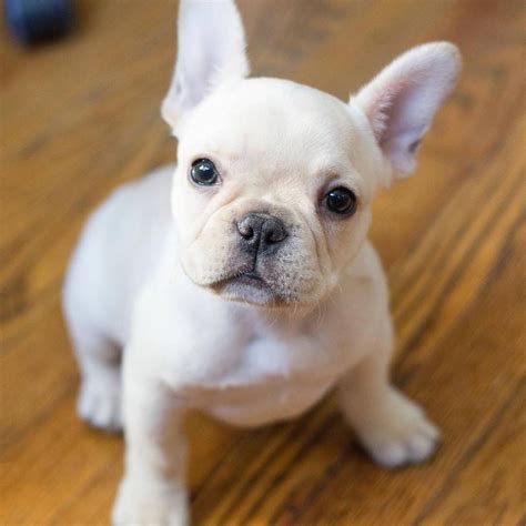  How does French Bulldog puppies for sale in Ohio work? A French Bulldog Ohio is an adorable dog that can be a bit goofy at times