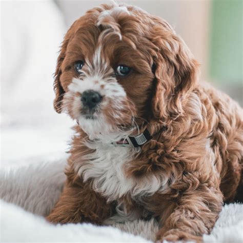  How does Uptown work? In order to select your new puppy through the Uptown Puppies network, all you have to do is browse our amazing breeders until you find a puppy or litter that stands out to you! You can then take the time to talk to the breeder, let them know you are interested and finally make the purchasing decision