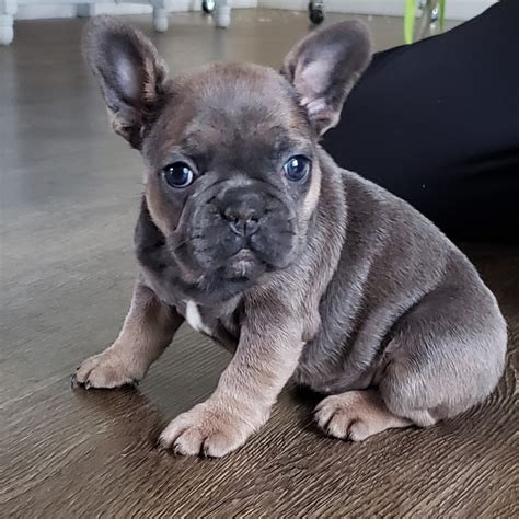  How fast do French Bulldogs for sale in Albany grow? French Bulldog puppies will typically grow to be approximately 11 to 14 inches high and 18 to 28 pounds when they reach maturity