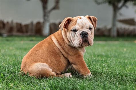 How frequently do English bulldogs shed? English bulldogs shed more frequently during the cold seasons like winter and spring