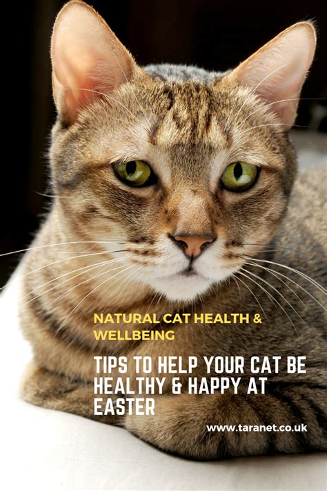 How healthy is your cat? If your cat is in good health, then she may only need a lower quantity of CBD