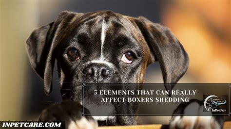  How is Boxers shedding? Given the shortness of their coat, they shed minimally and occasionally, you can also regulate the shedding by frequent brushing of their coat