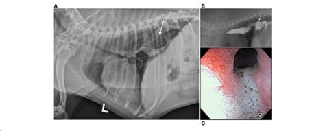  How is a hiatal hernia treated? Intra-op image of oesophageal hiatus in a French Bulldog after phenoplasty and oesophagopexy Surgical management of hiatal hernia involves evaluation by direct surgical exposure of the oesophageal hiatus