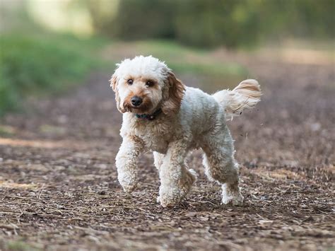  How long a walk does a Cockapoo need? It really depends on the dog, but usually Cockapoos would need an hour of daily exercise