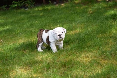  How long do American Bulldogs live? American Bulldogs can have a generous life span, often living between 10 and 12 years
