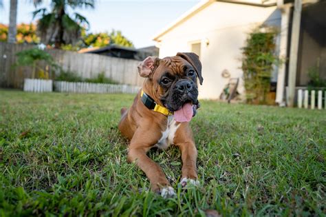  How long do Boxer Bulldogs live? Like we mentioned on the fist paragraph as well, the average Boxer Bulldog mix lifespan is 10 to 15 years