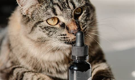  How long will CBD last? Is it possible to give my cat too much CBD? Maybe the label was confusing, or perhaps your mischievous kitty knocked over the bottle of hemp oil and went to town! A study done on dogs with CBD found that even incredibly high amounts were well tolerated