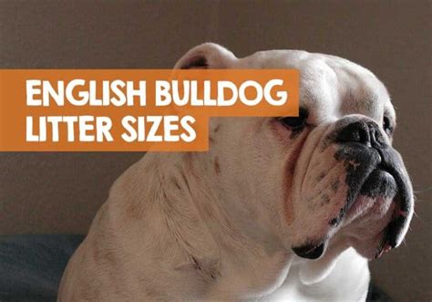  How many puppies can an English Bulldog have? The average English Bulldog litter size is 3 to 4 puppies