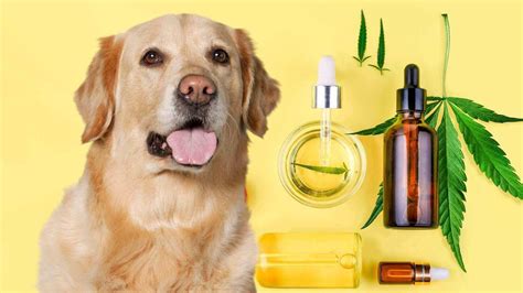  How much CBD should you give your dog? No matter which form of CBD you choose, the actual amount of CBD not the amount of product should be between 1 to 5 mg for every 10 pounds of body weight