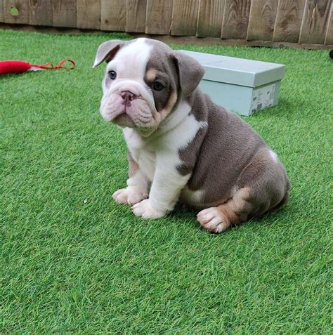  How much are Bulldog puppies for sale? The cost of Bulldog puppies for sale depends on a number of different factors, including coat color Bulldogs come in several different colors , breeder skill level and experience, location, and more