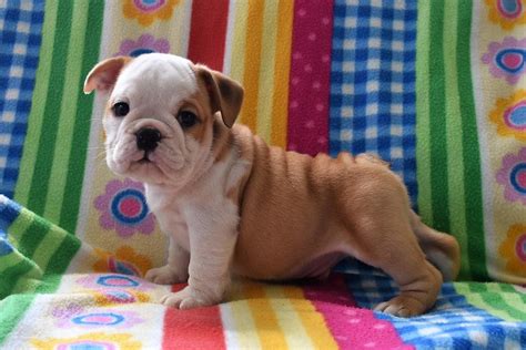  How much are Bulldog puppies for sale in New York? What if there are no Bulldog breeders in New York? Why do the best breeders want to work with Uptown Puppies? All the best Bulldog breeders NYC, businesses and companies are really happy to work with us, as we have a Breeder Pledge that they all follow
