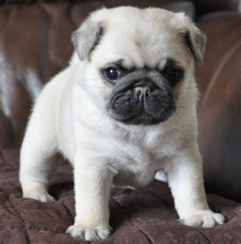  How much are Pug puppies for sale in Columbus OH? Pugs are the perfect apartment dogs for a number of reasons