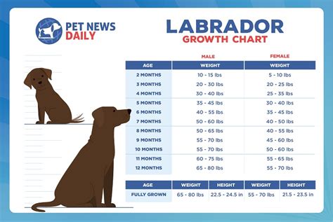  How much bigger will my Labrador Retriever get? There are three ways to predict the size of a Labrador Retriever at maturity: Age