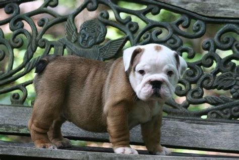  How much do Bulldog puppies cost? One of the first questions people ask about a Bulldog for sale San Jose is how much does it cost