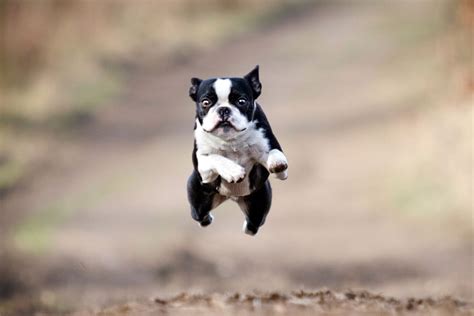  How much exercise does a Boston Terrier …