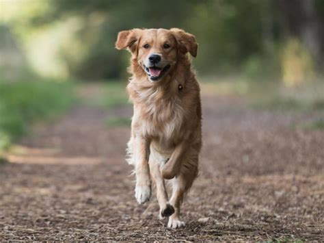  How much exercise does a Golden Retriever need? A golden retriever needs 2 hours of exercise a day