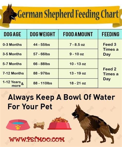  How much food should I feed my German Shepherd puppy? Puppies have a higher calorie requirement per pound than adult dogs do, so you should feed them according to both their age and their weight