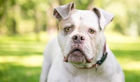  How much grooming do American Bulldogs need? Just an occasional quick brush to sweep the dirt, dander, and loose hair off your dog