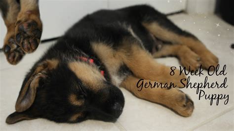  How much should I feed my 8 week old German Shepherd puppy? Our article covers care from the moment you pick up your puppy at the Nadelhaus kennels, to feeding, common issues, introduction to other dogs in the home and more