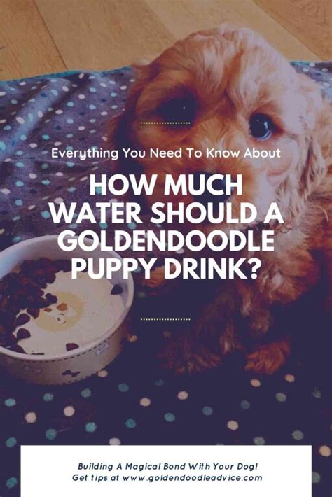  How much water should a Miniature Goldendoodle drink? A Miniature Goldendoodle puppy should drink around six cups of water every day