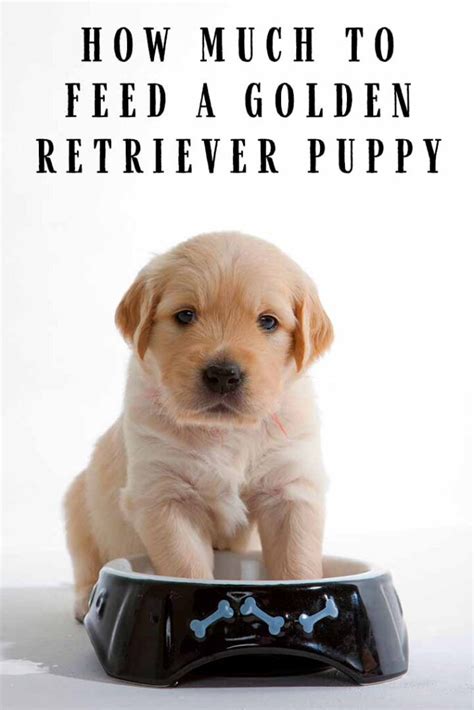  How much you should feed your golden retriever puppy will vary depending on the quality of food you feed, his age, his weight, his general health, and his activity level