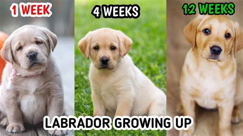  How often do Labradors produce puppies? As we