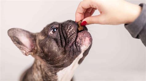  How often should I feed my French Bulldog puppy? Just like a human baby, growing pups are rapidly changing and have very specific dietary needs