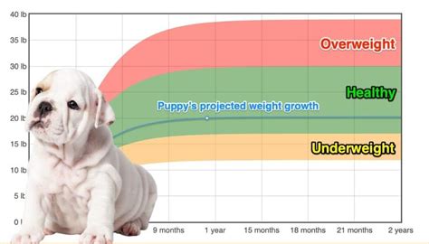  How often should I weigh my English Bulldog? This will help you monitor any changes in their weight and address them promptly if necessary