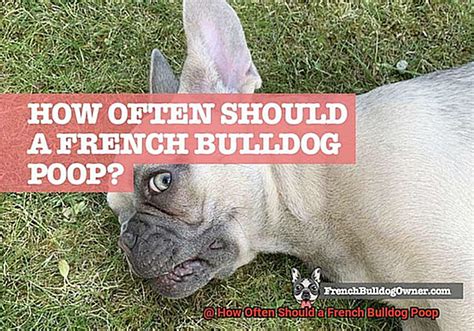  How often should a French Bulldog poop? There is no definite rule for how much your Frenchie will poop each day, as there are a number of factors that can influence this, including their age and diet