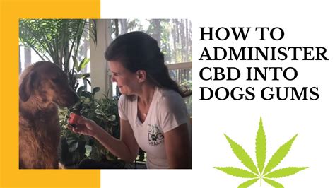  How to Administer CBD for Dogs with Arthritis For the fastest and most thorough absorption, lift the lip and apply the dose directly onto the gums