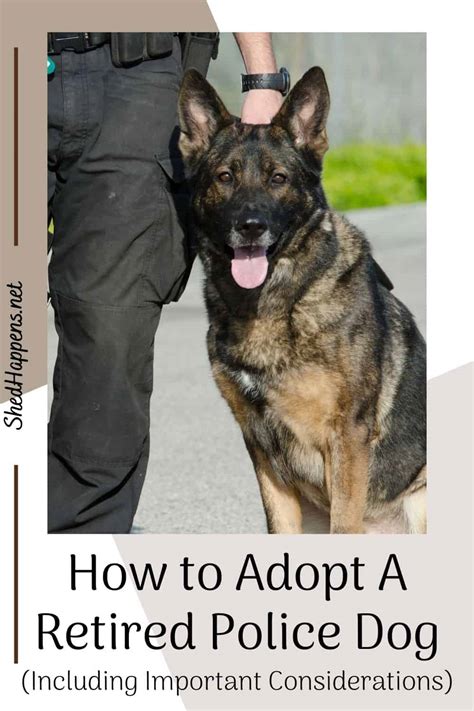 How to Adopt Retired Police Dogs