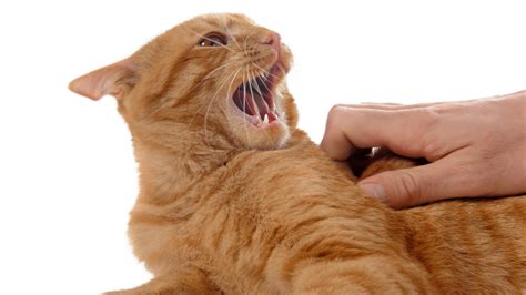  How to Calm an Aggressive Cat If a cat becomes aggressive too frequently, one needs to identify the cause and find a remedy