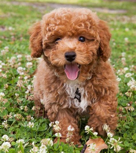  How to Care for a Bichon Poodle The bichon poodle usually requires visits to a groomer every four to six weeks to have their coat clipped