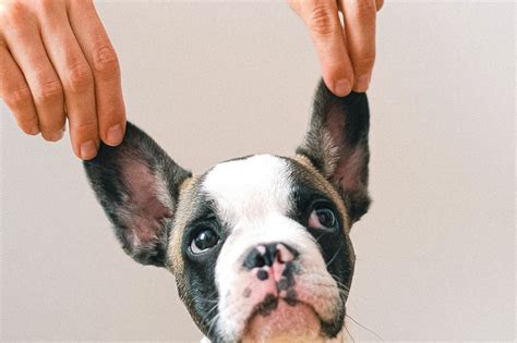  How to Clean English Bulldog Ears While there are many adorable types of bulldogs, in this post, we will focus on English and French bulldogs