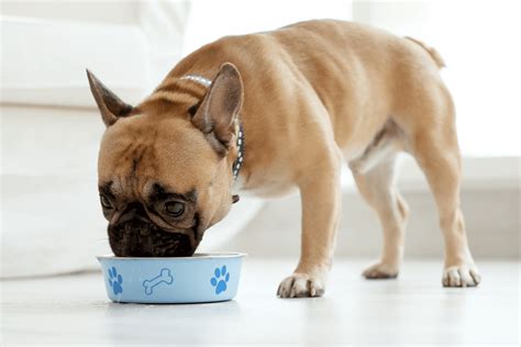  How to Feed a French Bulldog French Bulldogs should be fed two meals a day as an adult and three to four times a day as a puppy on a consistent schedule