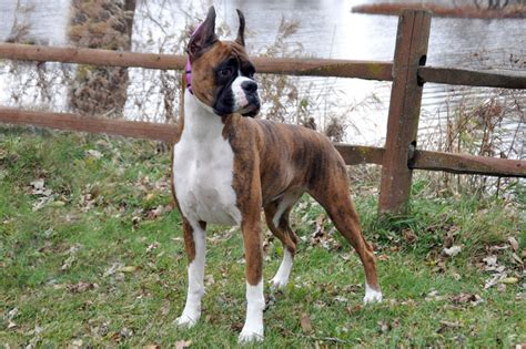  How to Find A Responsible Boxer Breeder in Michigan When choosing a boxer breeder, you will want to be sure that they are reputable and that your puppy is being cared for properly