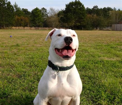  How to Make Your Training Effective? The American Bulldog is a challenging dog to train in the very beginning