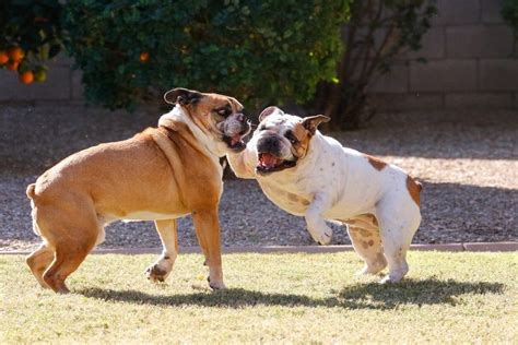  How to Teach Your English Bulldog Puppy to Not Bite Every English bulldog goes through the puppy stage and learns to interact with others by biting, nipping, and licking