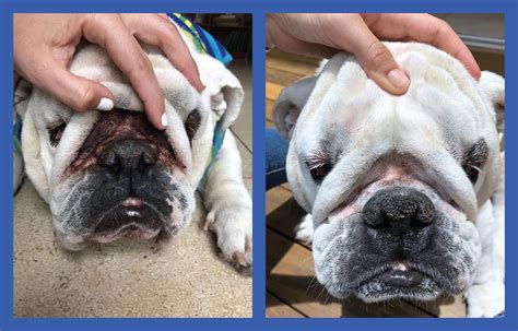  How to clean my English bulldog wrinkles? A frequent question we get from our clients before they adopt one of our English bulldog puppies has to do with the care necessary to avoid skin infections, specially between the wrinkles and tail pocket