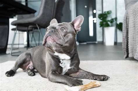  How to deal with an aggressive and dominant Frenchie? Tips and advice We received the following email asking for our advice in regards to an aggressive and dominant French Bulldog We adopted our Frenchie ex-breeder Mom almost 5 years ago