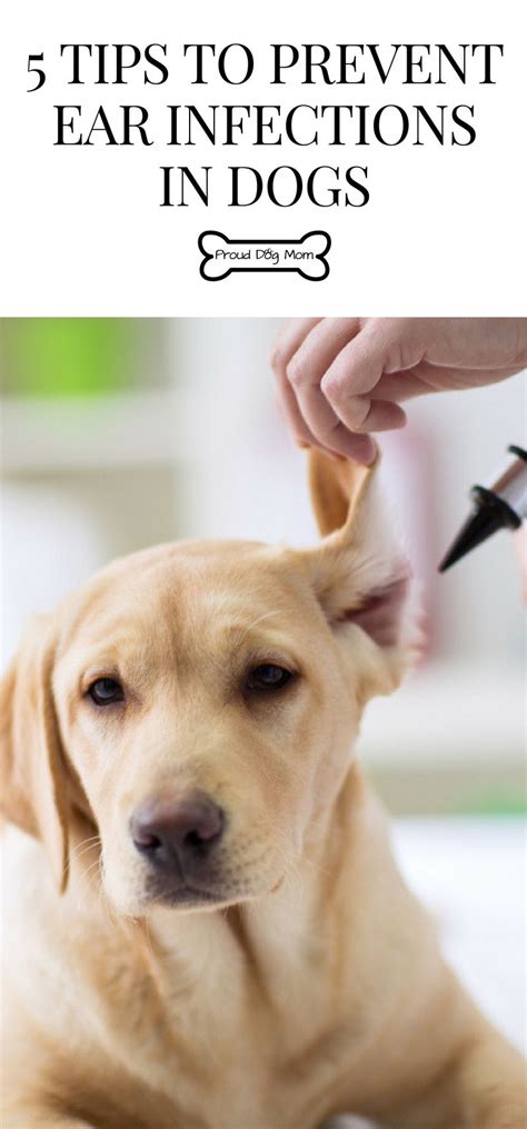  How to prevent ear infections in dogs Preventing ear infections is important, but it may take a bit of experimenting to find the cause