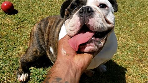  How to teach an English bulldog not to bite? Bulldogs can bite for several reasons, but mostly they bite when they feel provoked or threatened