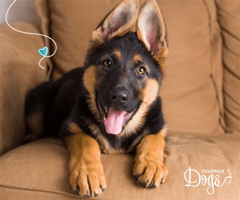  How to train your German Shepherd Dog — 5 key steps Niki Dog health and wellness Puppy training December 29, The OneMind Dogs method is built on the idea that close bonds start with owners understanding their dogs