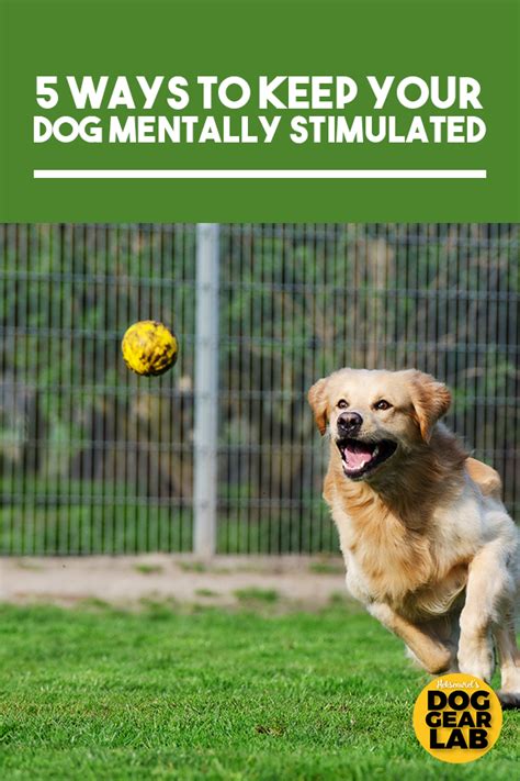  How well your dog is mentally stimulated makes a huge difference in how well he can be trained