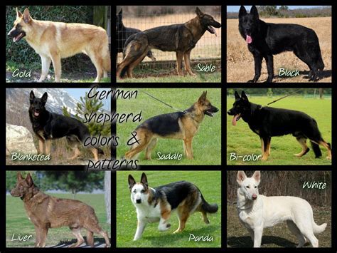  However, German Shepherd Dogs come in a variety of colors: sable, silver, liver, panda, solid black, and solid white
