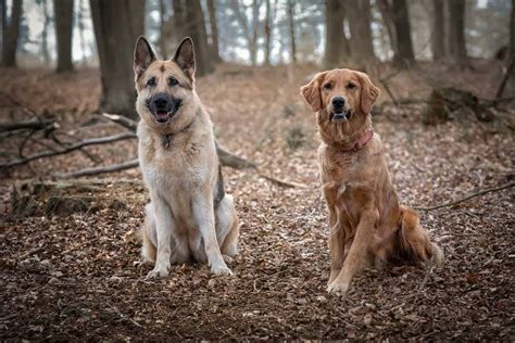  However, German Shepherds and Golden Retrievers had a higher success rate after going through longer training than the training required for Labrador Retrievers