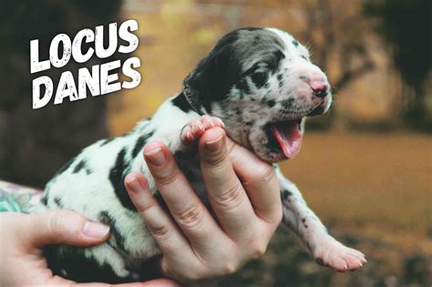 However, M-locus and S-locus genes puppies have naturally blue eyes and can enjoy the same as the Black or Brown-eyed French Bulldogs