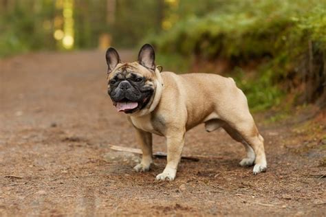  However, Royals have a longer lifespan , on average, than the French bulldog breed, even in its mini form